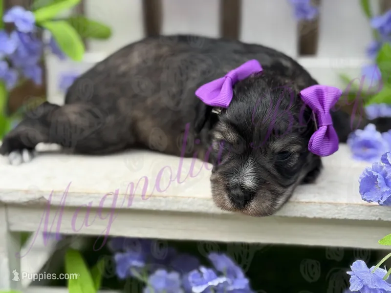 Angelica – Miniature Schnauzer puppy on hold in Marrero, LA