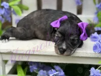 Angelica, a female Miniature Schnauzer for sale in Marrero, LA – Photo 1 of 10