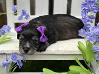Angelica, a female Miniature Schnauzer for sale in Marrero, LA – Photo 5 of 10