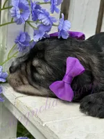 Angelica, a female Miniature Schnauzer for sale in Marrero, LA – Photo 10 of 10
