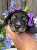 Angelica, a female Miniature Schnauzer for sale in Marrero, LA – Photo 6 of 10