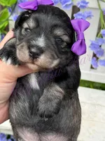Angelica, a female Miniature Schnauzer for sale in Marrero, LA – Photo 7 of 10