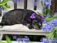 Angelica, a female Miniature Schnauzer for sale in Marrero, LA – Photo 8 of 10