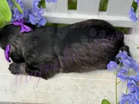 Angelica, a female Miniature Schnauzer for sale in Marrero, LA – Photo 4 of 10
