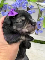 Angelica, a female Miniature Schnauzer for sale in Marrero, LA – Photo 2 of 10