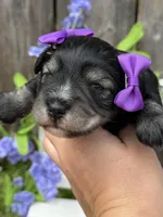 Angelica, a female Miniature Schnauzer for sale in Marrero, LA – Photo 9 of 10