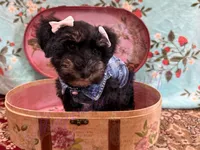 Susie, a female Miniature Schnauzer for sale in Marrero, LA – 6 of 10