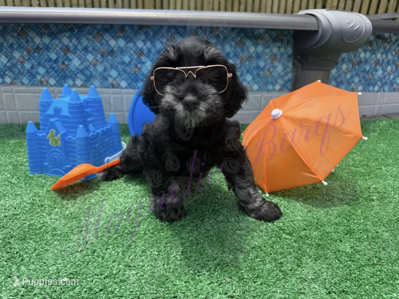 Tommy  – Miniature Schnauzer puppy for sale in Marrero, LA