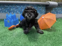 Tommy , a male Miniature Schnauzer for sale in Marrero, LA – 8 of 10