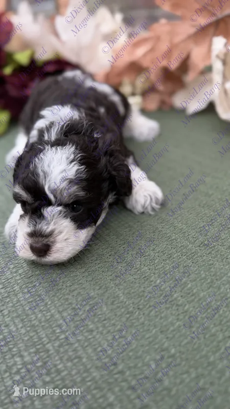 Timon – Miniature Schnauzer puppy for sale in Marrero, LA