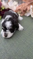 Timon, a male Miniature Schnauzer for sale in Marrero, LA – 1 of 2
