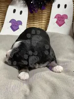Kenickie, a male Miniature Schnauzer for sale in Marrero, LA – 5 of 9
