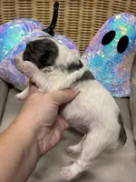 Sandy, a female Miniature Schnauzer for sale in Marrero, LA – 10 of 10