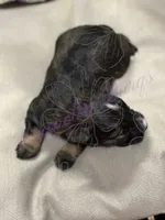 Sonny, a male Miniature Schnauzer for sale in Marrero, LA – 4 of 9