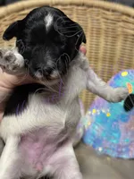Cha-cha, a female Miniature Schnauzer for sale in Marrero, LA – 10 of 10