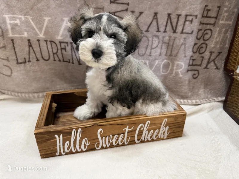 Chuckie – Miniature Schnauzer puppy for sale in Marrero, LA