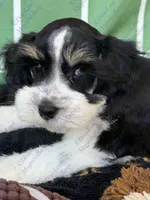 Simba, a male Miniature Schnauzer for sale in Marrero, LA – 2 of 8