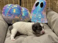 Sandy, a female Miniature Schnauzer for sale in Marrero, LA – 6 of 10