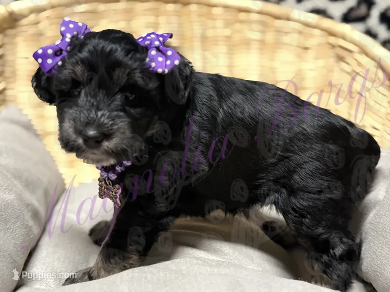 Susie – Miniature Schnauzer puppy for sale in Marrero, LA