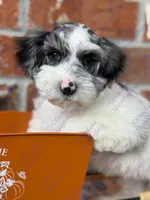 Rafiki, a male Miniature Schnauzer for sale in Marrero, LA – 2 of 8