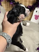 Kenickie, a male Miniature Schnauzer for sale in Marrero, LA – 9 of 9