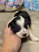 Putzie, a male Miniature Schnauzer for sale in Marrero, LA – 5 of 9