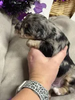 Danny, a male Miniature Schnauzer for sale in Marrero, LA – 7 of 10