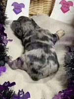 Danny, a male Miniature Schnauzer for sale in Marrero, LA – 2 of 10