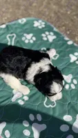 Simba, a male Miniature Schnauzer for sale in Marrero, LA – 2 of 3