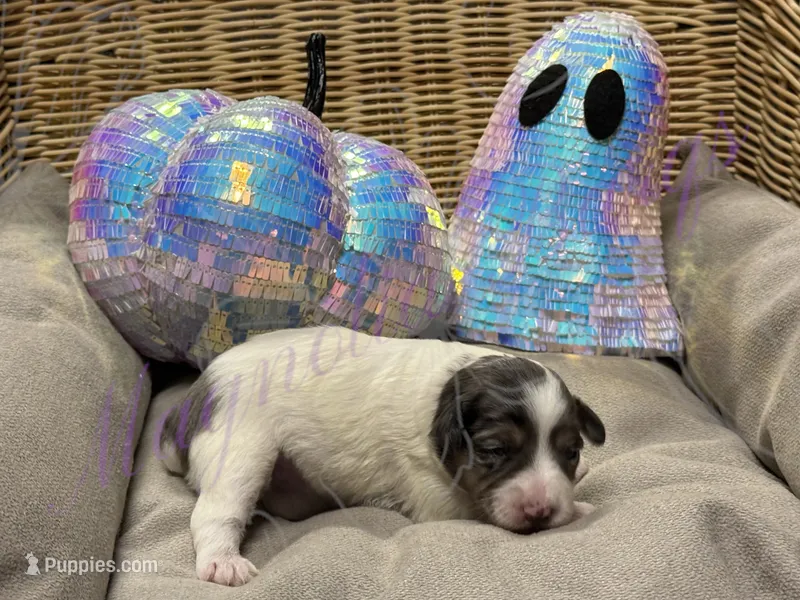 Sandy – Miniature Schnauzer puppy for sale in Marrero, LA