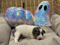 Sandy, a female Miniature Schnauzer for sale in Marrero, LA – 1 of 10