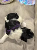 Cha-cha, a female Miniature Schnauzer for sale in Marrero, LA – 3 of 10