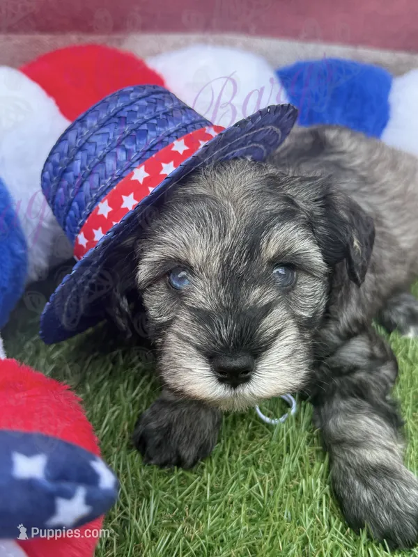 Kimi – Miniature Schnauzer puppy for sale in Marrero, LA