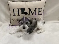 Chuckie, a male Miniature Schnauzer for sale in Marrero, LA – 2 of 10