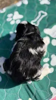 Zazu, a male Miniature Schnauzer for sale in Marrero, LA – 3 of 3