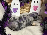 Danny, a male Miniature Schnauzer for sale in Marrero, LA – 8 of 10