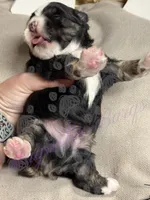 Kenickie, a male Miniature Schnauzer for sale in Marrero, LA – 6 of 9