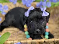 Olivia Benson, a female Miniature Schnauzer for sale in Marrero, LA – Photo 3 of 10