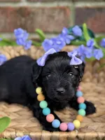 Olivia Benson, a female Miniature Schnauzer for sale in Marrero, LA – Photo 2 of 10