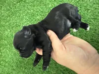 Amanda Rollins, a female Miniature Schnauzer for sale in Marrero, LA – Photo 1 of 10