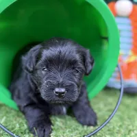 Olivia Benson, a female Miniature Schnauzer for sale in Marrero, LA – Photo 4 of 10