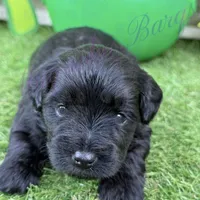 Olivia Benson, a female Miniature Schnauzer for sale in Marrero, LA – Photo 6 of 10