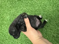 Amanda Rollins, a female Miniature Schnauzer for sale in Marrero, LA – Photo 5 of 10