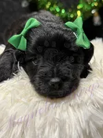 Olivia Benson, a female Miniature Schnauzer for sale in Marrero, LA – Photo 10 of 10