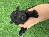 Amanda Rollins, a female Miniature Schnauzer for sale in Marrero, LA – Photo 8 of 10