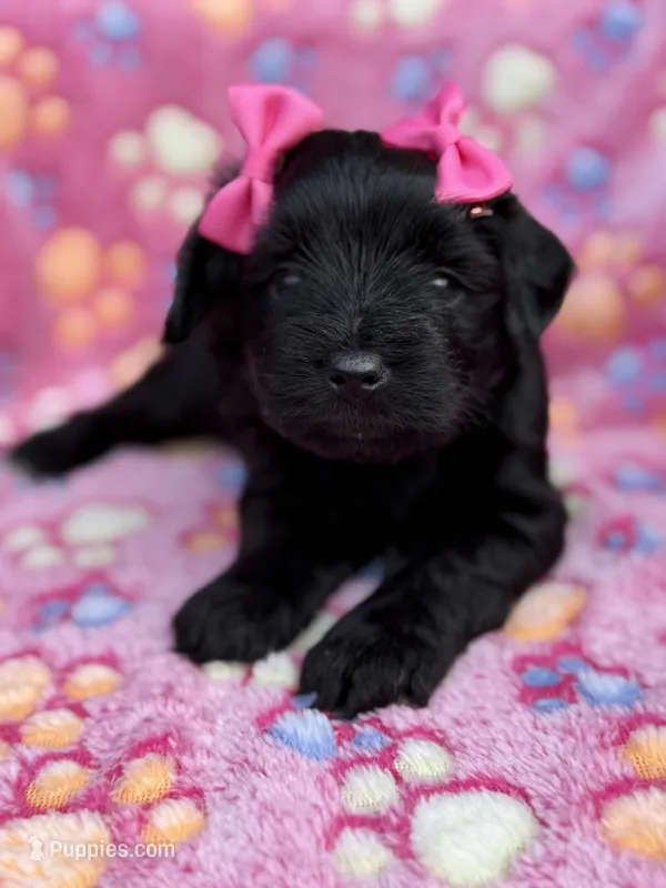 Olivia Benson – Miniature Schnauzer puppy for sale in Marrero, LA
