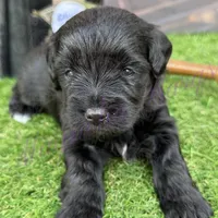 Olivia Benson, a female Miniature Schnauzer for sale in Marrero, LA – Photo 8 of 10