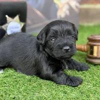 Olivia Benson, a female Miniature Schnauzer for sale in Marrero, LA – Photo 7 of 10