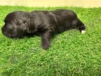 Amanda Rollins, a female Miniature Schnauzer for sale in Marrero, LA – Photo 3 of 10