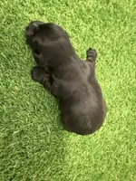 Amanda Rollins, a female Miniature Schnauzer for sale in Marrero, LA – Photo 7 of 10